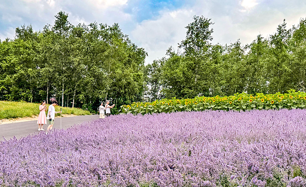 Flower Gardens Shikisai-no-oka, Biei - Photo 9