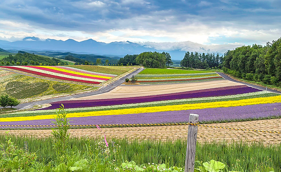 Flower Gardens Shikisai-no-oka, Biei - Photo 15