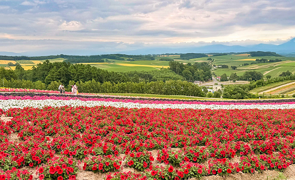 Flower Gardens Shikisai-no-oka, Biei - Photo 18