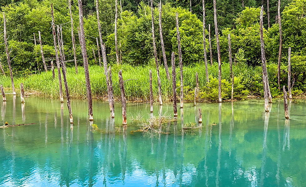 Shirogane Blue Pond - Photo 10