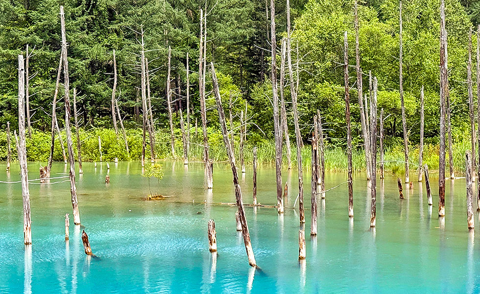 Shirogane Blue Pond - Photo 11