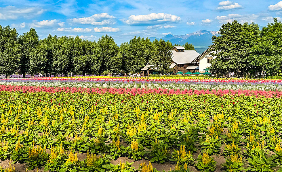 Farm Tomita