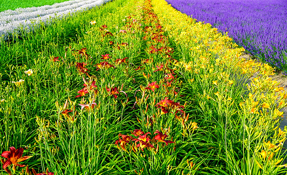Farm Tomita