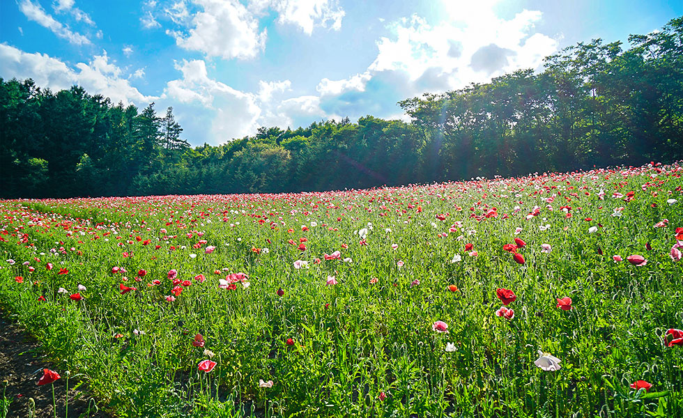 Farm Tomita