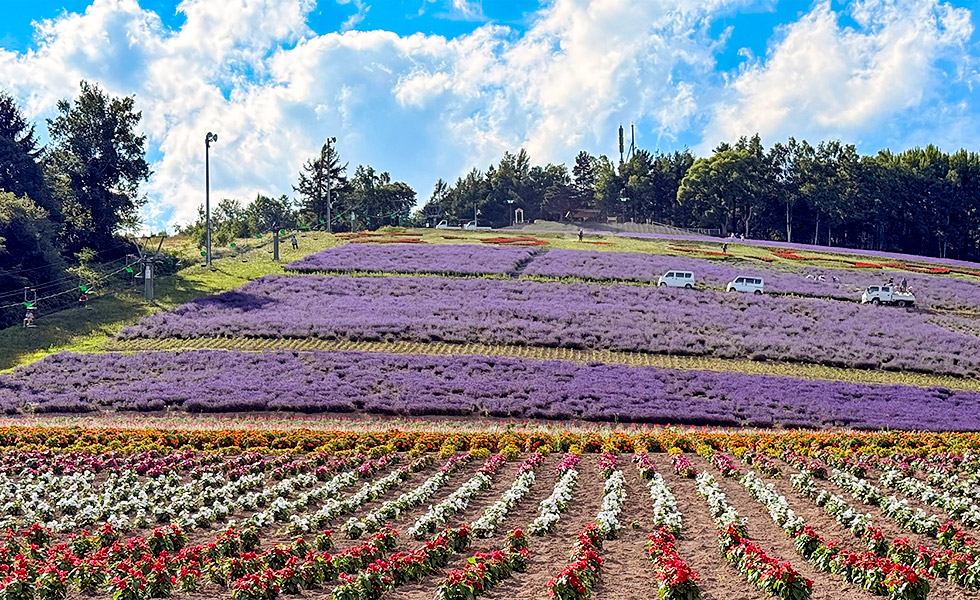 Hokuseiyama Lavender Field