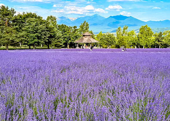 Idyllic Furano Town in Hokkaido