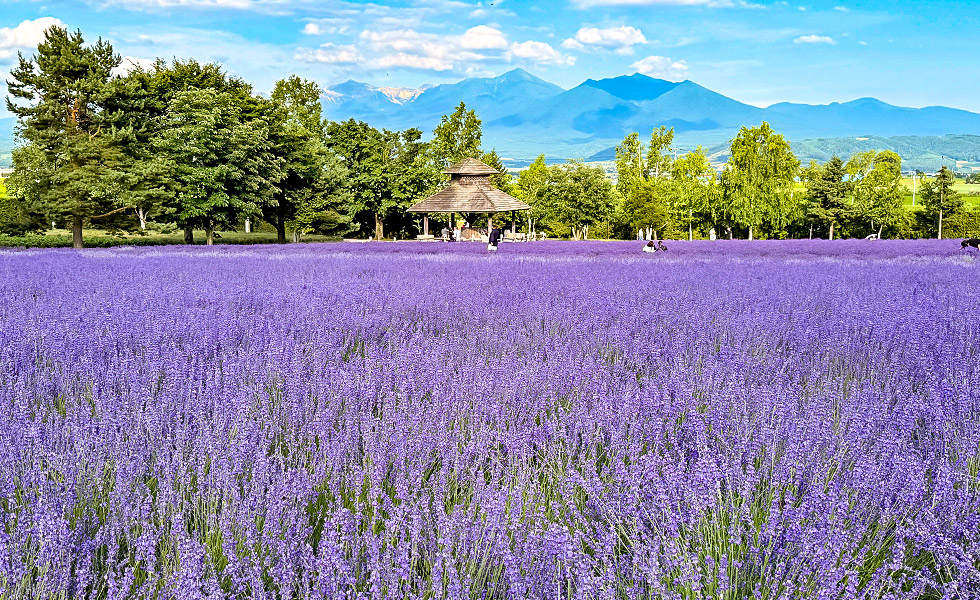 Farm Tomita
