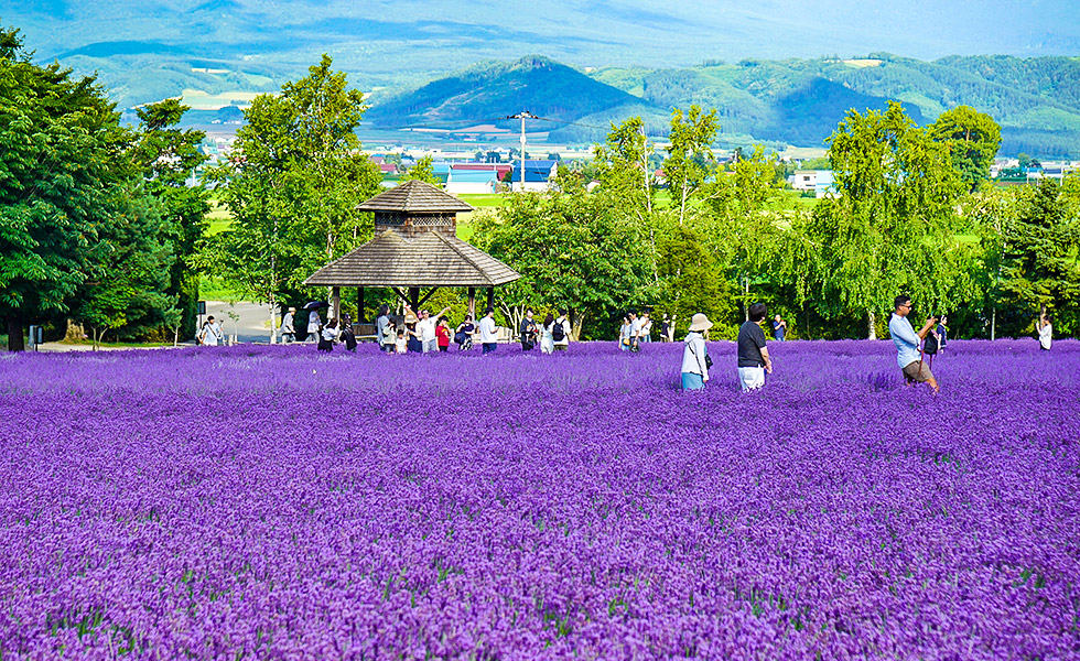 Farm Tomita