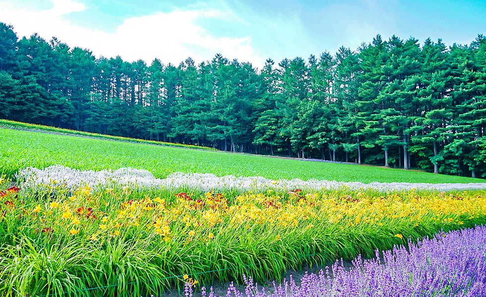 Farm Tomita