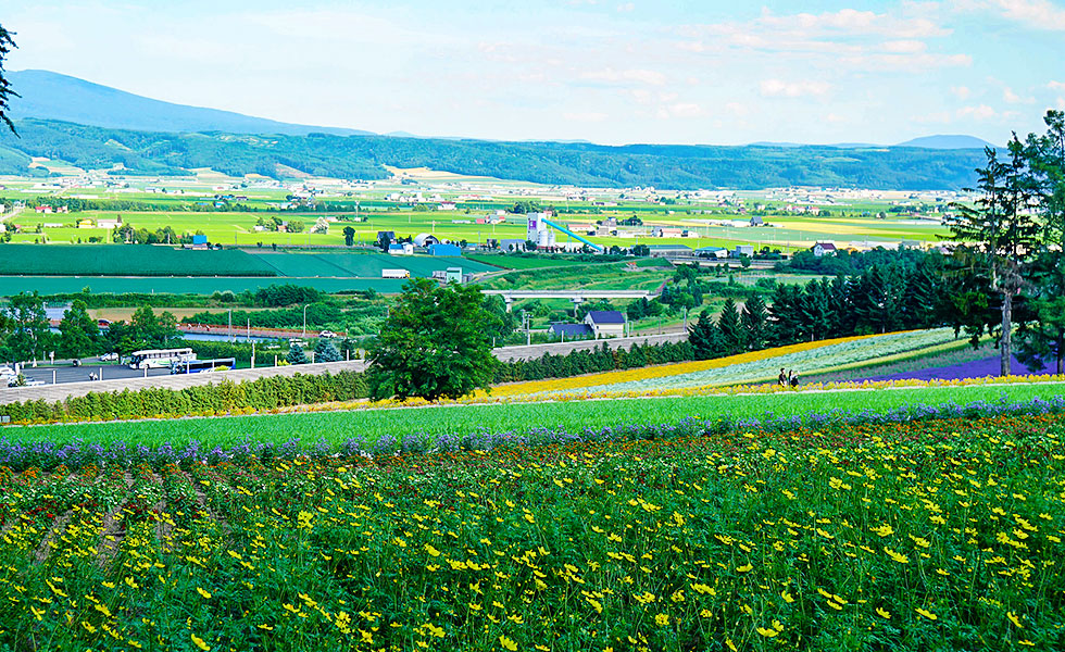 Farm Tomita