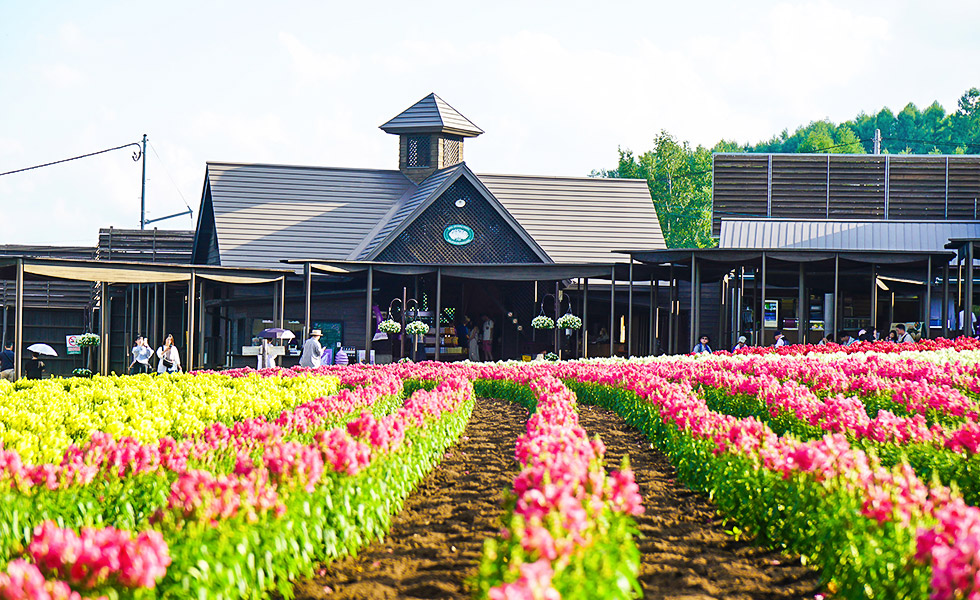Farm Tomita