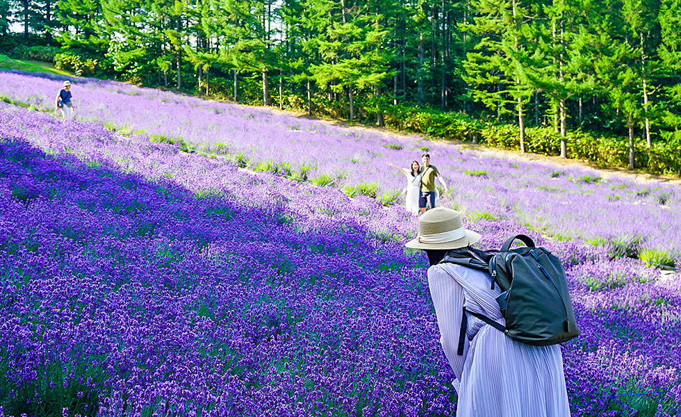 Farm Tomita
