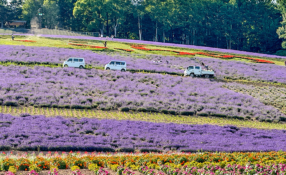 Hokuseiyama Lavender Field