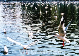 Dianchi Lake Scenic Area, Kunming