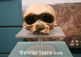 Primitive's Skull, in Shaanxi Provincial History Museum