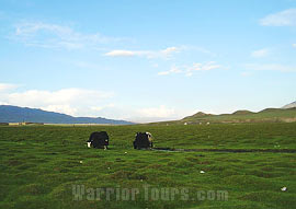 Bayanbulak Grassland, Korla, Xinjiang