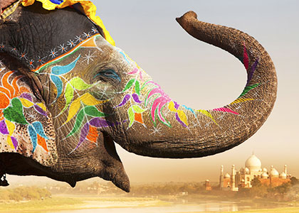 Decorated Elephant in Taj Mahotsav