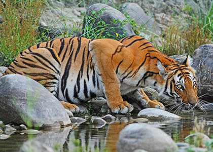 Tiger