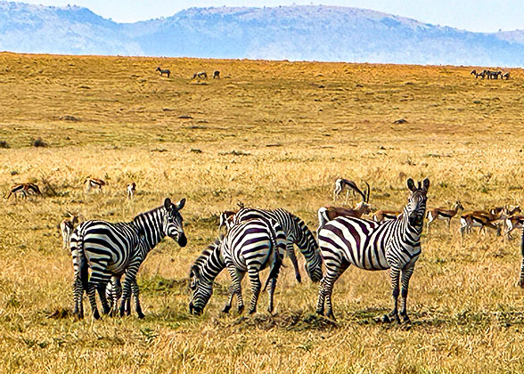 Zebras in Kenya