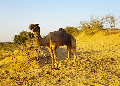 Camel in Jaisalmer