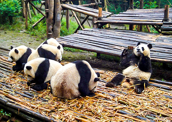 Chengdu Research Base of Giant Panda Breeding