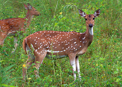 Deer, Jaipur