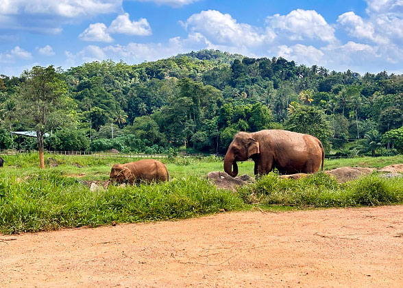Elepants Wandering in Yala National Park