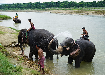 Elephant, Jaipur