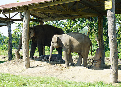 Elephant Breading Center, Jaipur