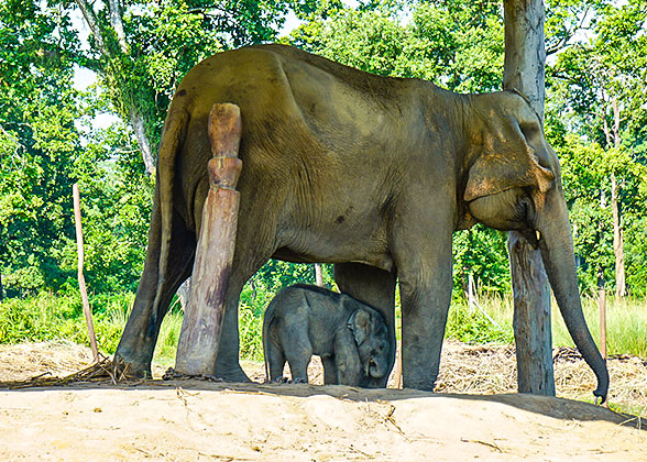 Pinnawela Elephant OrphanagePinnawela