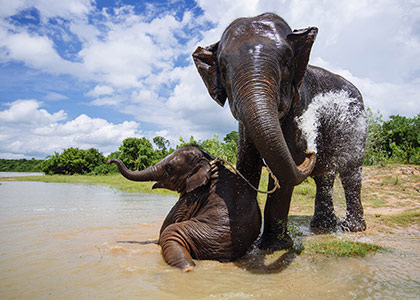 Elephants in Laos Forest Park