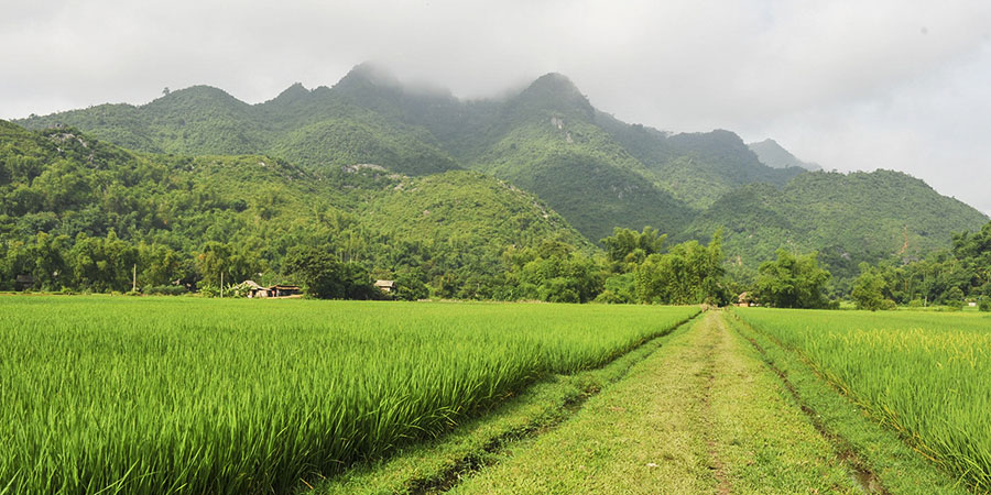 Mai Chau