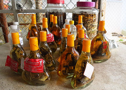 Medicated Wine, Vietnam