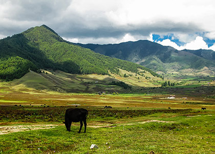 Phobjikha Valley