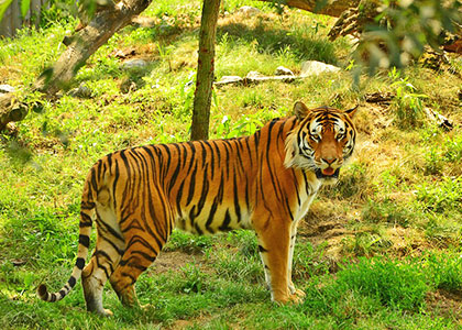 Ranthambhore Park