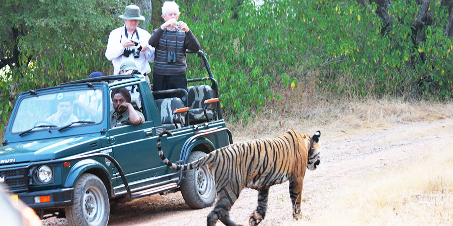Ranthambore National Park Tiger