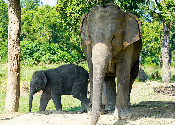 Elephants in  Chitwan National Park