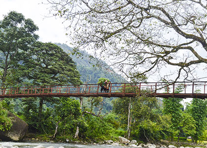 Natural Scenery in the Mountains, Sapa