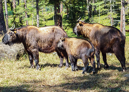 Takin of Bhutan