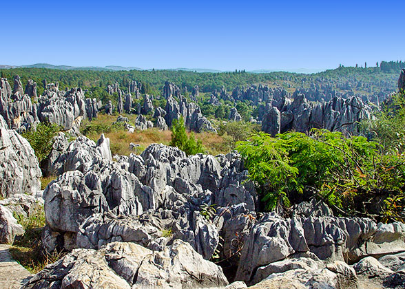 the Stone Forest