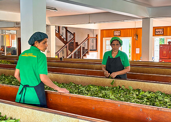 Ceylon Tea Factory in Sri Lanka