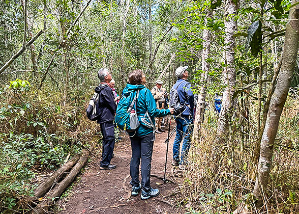 Rainforest Hiking, Amboro National Park