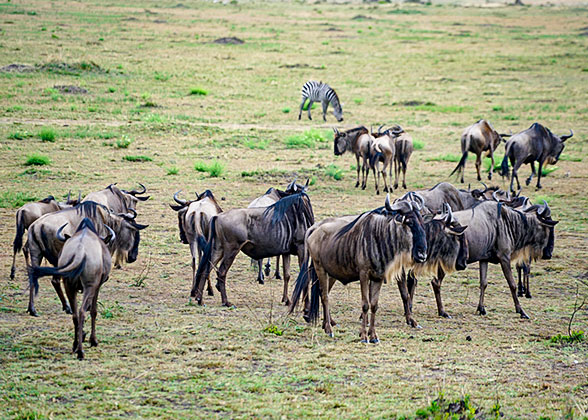 Wildebeests in Kenya