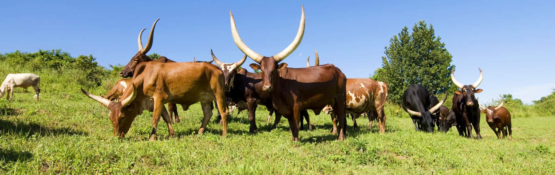 Ankole Cattles, Uganda