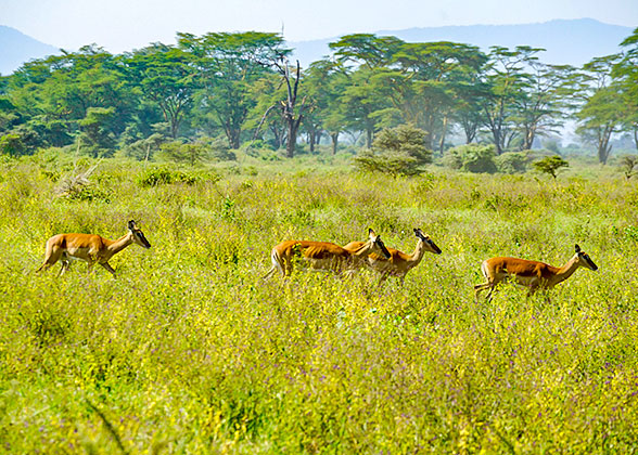 Antelopes in Uganda