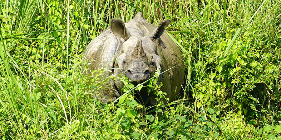 An Asian Rhinoceros