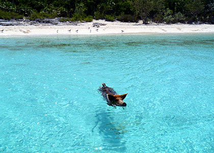 Pig Beach