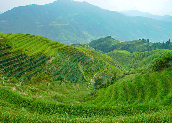 Banaue Rice Terraces