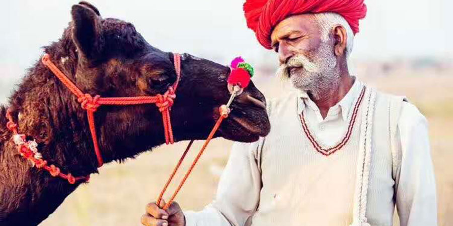 Camel Festival in Pushkar