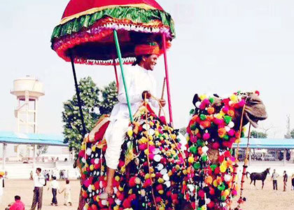 Camel Festival